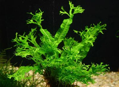 Лот: 7026956. Фото: 1. Таиландский папоротник Microsorum... Водные растения