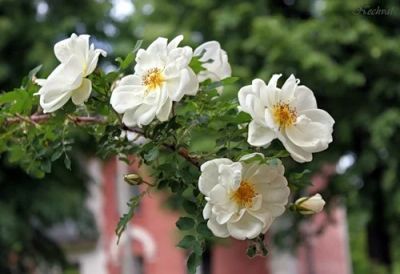 Лот: 8095118. Фото: 1. белая роза-ругоза №8. Садовые цветы