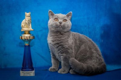 Лот: 6191468. Фото: 1. Британские плюшевые котята. Кошки, котята