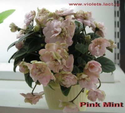 Лот: 11537827. Фото: 1. Фиалка Pink Mint полу мини трейлер... Горшечные растения и комнатные цветы