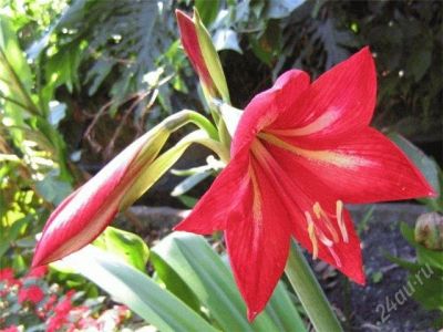 Лот: 1719330. Фото: 1. Амариллис-алый и бордовый 1Молодая... Горшечные растения и комнатные цветы