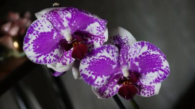 Лот: 6183708. Фото: 1. Орхидея цветет, цветок 10смх9см... Горшечные растения и комнатные цветы