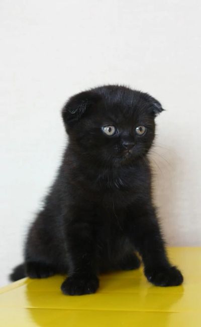 Лот: 5384184. Фото: 1. британский котенок Шоколад. Кошки, котята