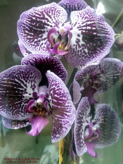 Лот: 6432913. Фото: 1. Орхидея Фалинопсис. Лот 293. Свежие цветы