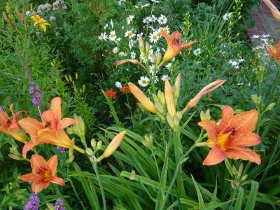 Лот: 2850762. Фото: 1. лилейник оранжевый с желтым горлом... Садовые цветы