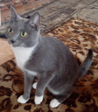 Лот: 8914405. Фото: 1. Кошка. Кошки, котята