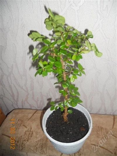 Лот: 1478624. Фото: 1. Мальпигия. Горшечные растения и комнатные цветы