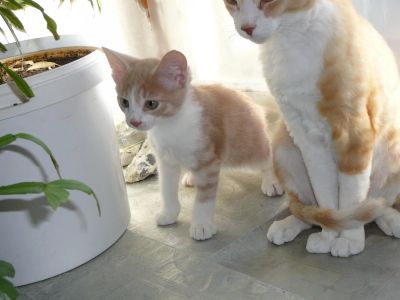 Лот: 11033574. Фото: 1. полусфинкс. Кошки, котята