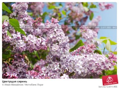 Лот: 7991221. Фото: 1. Сирень розовая саженцы. Другое (семена, рассада, садовые растения)