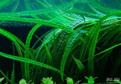 Лот: 15248011. Фото: 1. Криптокорина Балансе Cryptocoryne... Водные растения