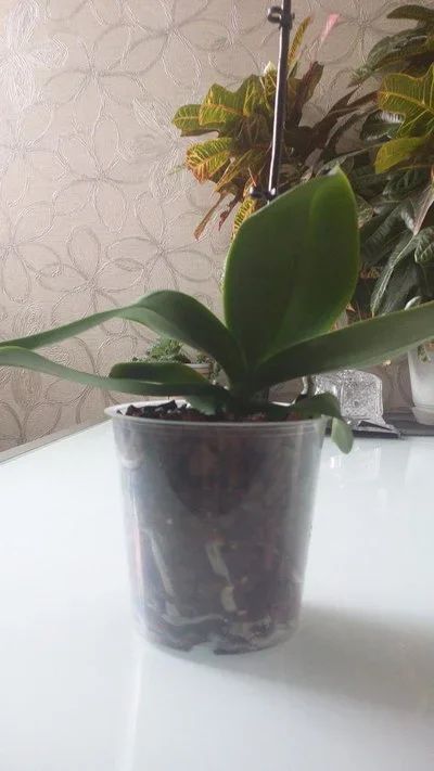Лот: 11348455. Фото: 1. орхидея фаленопсис розовый мелкоцветковый... Горшечные растения и комнатные цветы