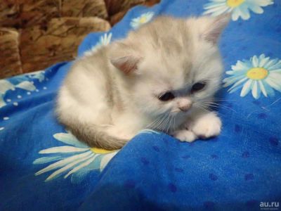 Лот: 8651177. Фото: 1. Милые кисули под Новый Год. Кошки, котята