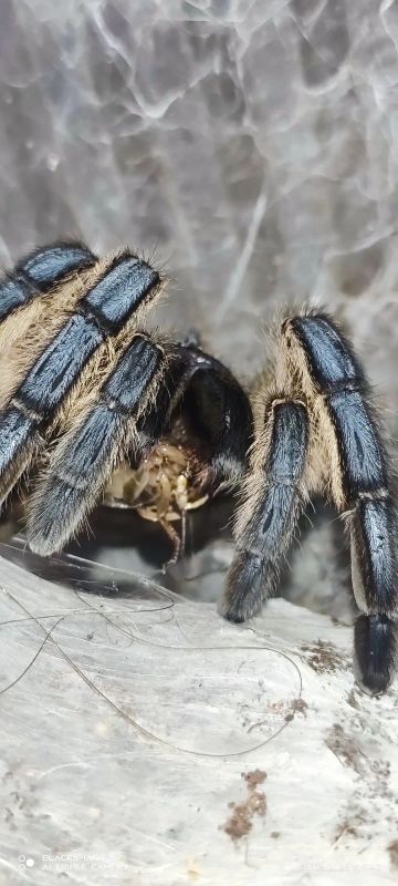 Лот: 20738747. Фото: 1. Harpactira pulchripes (Харпактира... Другое (растения и животные)