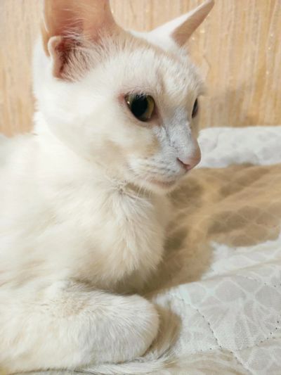 Лот: 16322545. Фото: 1. Белый Котенок (девочка) к лотку... Кошки, котята
