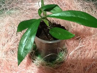 Лот: 2833713. Фото: 1. Хойя салвеника.Hoya salweenica. Горшечные растения и комнатные цветы