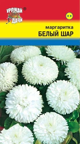Лот: 12884839. Фото: 1. Семена маргаритки махровой "Белый... Садовые цветы