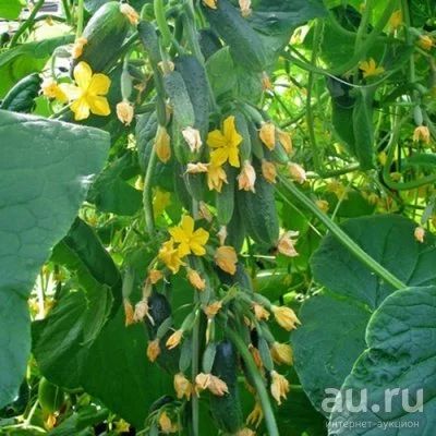 Лот: 13688571. Фото: 1. изумрудные сережки огурцы рассада. Овощи