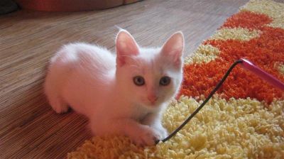Лот: 1148546. Фото: 1. Срочно отдадим котенка в хорошие... Остальные животные