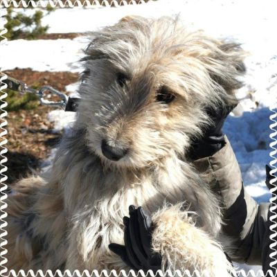 Лот: 9469696. Фото: 1. Собака ответственным хозяевам. Собаки, щенки