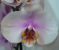 Лот: 6258629. Фото: 1. Орхидея фаленопсис сорт "The Hague... Горшечные растения и комнатные цветы