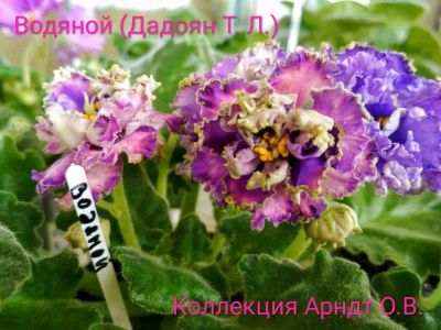 Лот: 11771318. Фото: 1. Фиалка Водяной (Дадоян), лист. Горшечные растения и комнатные цветы
