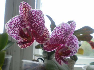Лот: 3707941. Фото: 1. Dtps. (I-Hsin Sesame x Gem Leopard... Горшечные растения и комнатные цветы