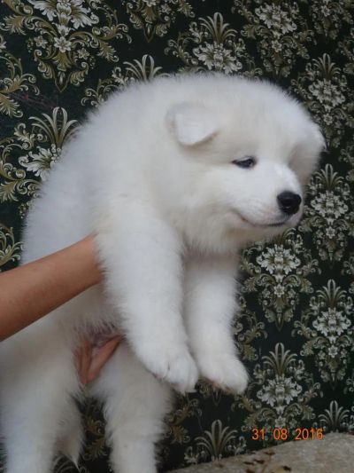 Лот: 8109007. Фото: 1. Самоедские детки. Собаки, щенки