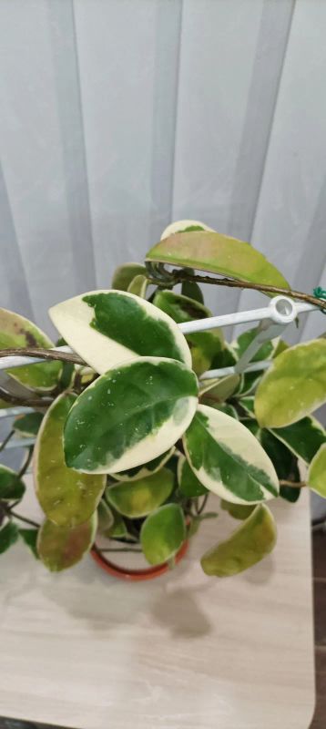 Лот: 19420090. Фото: 1. хойя (Hoya carnosa var. variegata... Горшечные растения и комнатные цветы