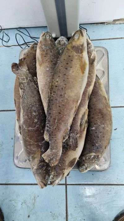 Лот: 20766445. Фото: 1. Ленок с/м. Икра, рыба, морепродукты