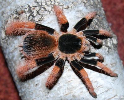 Лот: 9739859. Фото: 1. Паук птицеед Megaphobema robustum... Остальные животные