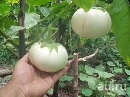 Лот: 9017981. Фото: 1. Рассада томатов Белые. Овощи