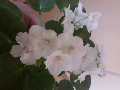 Лот: 11652086. Фото: 1. Фиалка белоснежная цветущая. Горшечные растения и комнатные цветы