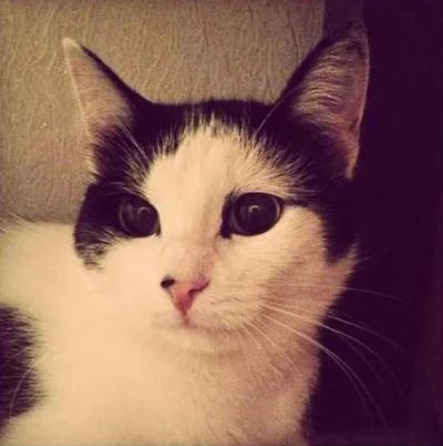 Лот: 2988704. Фото: 1. Красивая, утонченная молоденькая... Кошки, котята