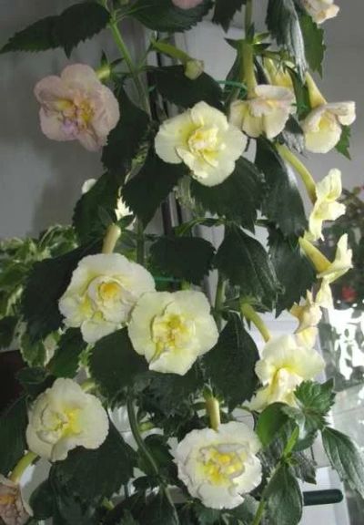 Лот: 12642227. Фото: 1. Ахименес 'Yellow English Rose... Горшечные растения и комнатные цветы