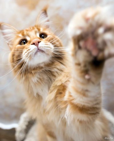 Лот: 18178780. Фото: 1. Шикарные котята от монопородного... Кошки, котята