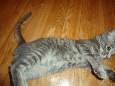 Лот: 1260423. Фото: 1. Найден котёнок! Помогите!. Кошки, котята