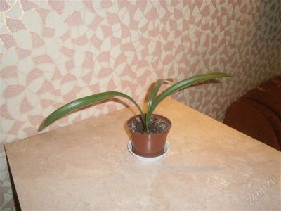 Лот: 2916561. Фото: 1. гиппеаструм. Горшечные растения и комнатные цветы