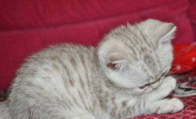 Лот: 7495798. Фото: 1. Шотландские прямоухие (страйт... Кошки, котята
