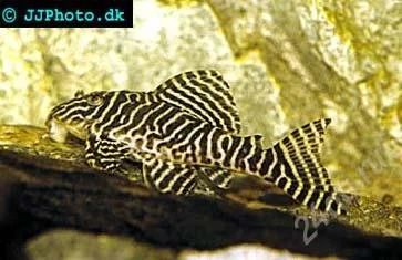 Лот: 2881631. Фото: 1. Гипанциструс Аленкер L-333. В... Рыбки