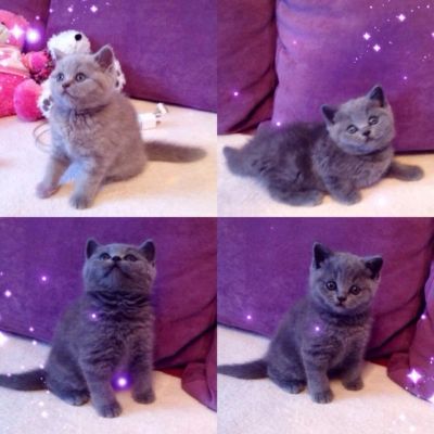 Лот: 5022208. Фото: 1. британские котята с документами. Кошки, котята