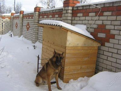 Лот: 1493732. Фото: 1. Теплый пол в будку для собаки. Другое (растения и животные)