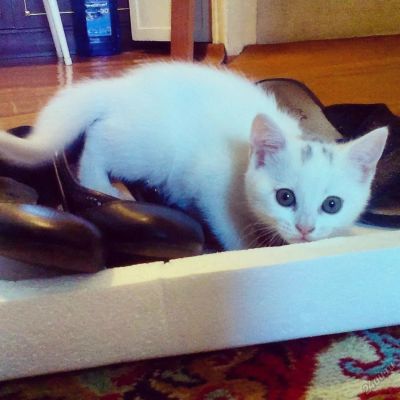 Лот: 5669891. Фото: 1. Шотландские котята. Кошки, котята