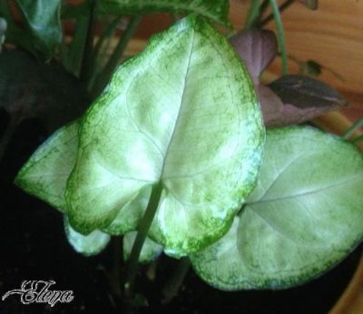 Лот: 7756630. Фото: 1. Сингониум "Белая бабочка" (Syngonium... Горшечные растения и комнатные цветы