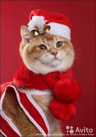 Лот: 4768387. Фото: 1. Очень красивый британский молодой... Кошки, котята