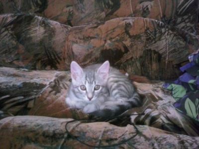 Лот: 4363895. Фото: 1. Отдам котенка в хорошие руки. Кошки, котята