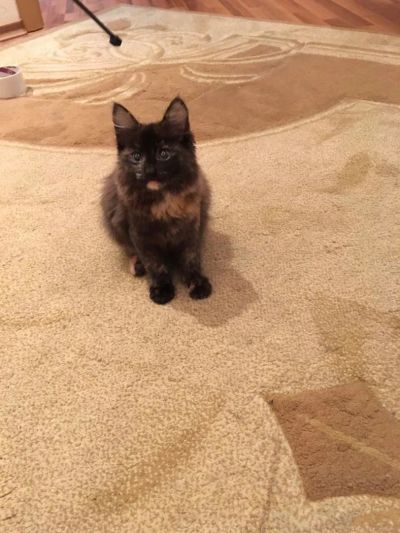 Лот: 10613485. Фото: 1. Ласковая котейка ищет дом. Кошки, котята
