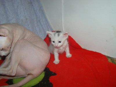 Лот: 11002056. Фото: 1. Белый котик. Кошки, котята