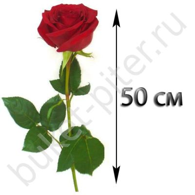Лот: 3307094. Фото: 1. Розы 25 шт (50см) упаковка красная... Другое (цветы, букеты)