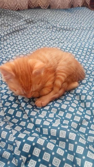 Лот: 5405976. Фото: 1. Котята рыжие (девочки). Кошки, котята