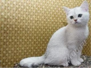 Лот: 2472245. Фото: 1. Британские котята. Кошки, котята
